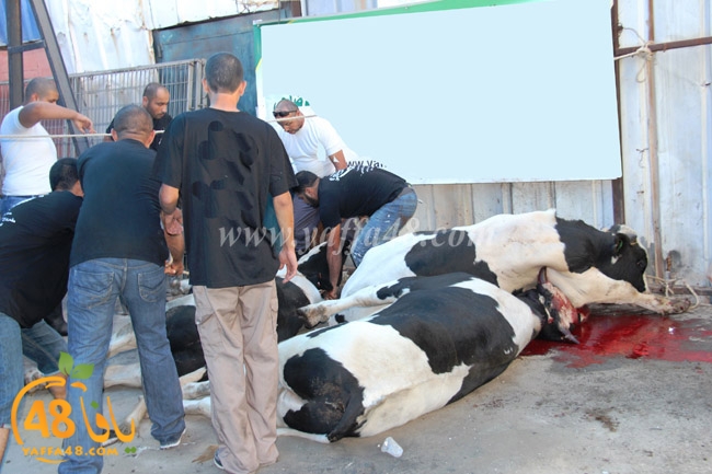 ada7y mashrot3 (7).JPG